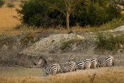 Zebra : 2014 Uganda